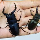 임실사슴농장 이미지