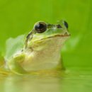 청개구리 이미지