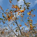 진명농원 이미지