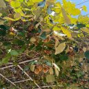 지혜한옥민박 | 보성 한옥 민박 숙소 추천, 대한다원 근처 마당이 예쁜 지혜 한옥 민박