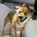 뽀송하개 이미지