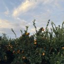 하랑하람 이미지