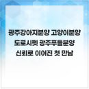 광주강아지분양 고양이분양 다루펫 광주점 | 광주강아지분양 고양이분양 도로시펫 광주푸들분양 신뢰로 이어진 첫 만남