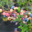 윤경농장 이미지