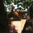 고양이의 하루 이미지