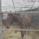 대연목장 이미지