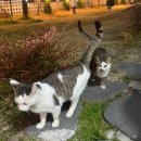 GS25 새꽃천사점 | [경주] 로즈브리즈 풀빌라 펜션 추천 후기ㅣ103호, 온수풀