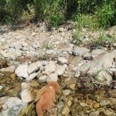 풀스테이스테이펫홍천 이미지