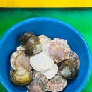 청양특화시장 | 당진 맛집, 삽교호수산물특화시장 새조개샤브샤브 광어회 싯가 303호 방문기