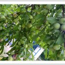 부영농원 이미지