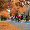 부귀 메타세쿼이아길 이미지