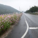 코스모스 꽃길 조성 ( 고령군 성산면 ) 이미지