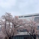 씨유 천안5산단로점 | 천안 북일고 벚꽃 축제 개방 기간 실시간 다녀온 후기 + 50주년 행사 출연진 가수 라인업