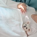하드보일드 익스프레스 네이버블로그