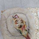 주식회사 리프패럿 | "리프패럿" 앵무새 용품&amp;먹이 후기