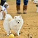뽀솜이 이미지