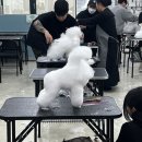 평택애견미용학원 이미지