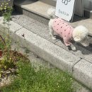 플레르드메 이미지
