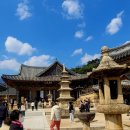 대도장 | 양산 통도사 홍매화