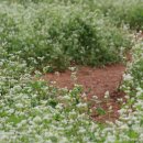 순박1농장 이미지