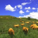 진부목장 이미지