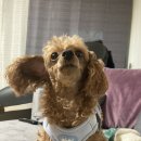 에버그린펫클리닉 네이버블로그