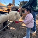 제주돌막창 | 첫째와 함께하는 제주 태교여행 4박5일 (Day 1,2)