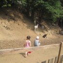 산양농장 이미지