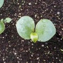 흑노호 본잎이 나왔어유~^^ 이미지