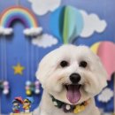 멍블리 펫 이미지