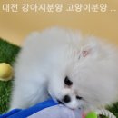 동양애견 강아지분양 고양이분양 이미지