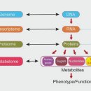 주요 암 억제 유전자 (Tumor Suppressor Genes)와 미리 대비 할 수 있는 유방암, 난소암 이미지