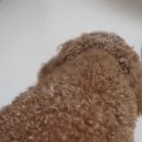 한국애견용품연구소 이미지