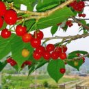 명지리앵두마을 이미지