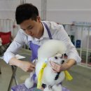 메이저독 이미지