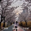 [우다다다 일상] 4월 월간 기록, 사랑이란 봄꽃잎이 걸음마다 휘날리지(feat. 성내동 스시마에 강추)