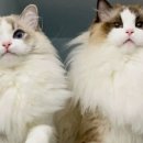 고양이전문점 허니캣 이미지