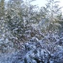 겨울이야기 4 -눈내리는 대숲길과 고요한 겨울 호수를 찾아서 (익산의 구룡마을, 군산의 구불길) 이미지