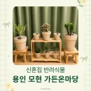 이마트24용인모현왕림점 | 용인 모현 가든온마당 식물 구매·분갈이 후기, 신혼집 반려식물 1년 기록
