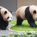 판다 이미지