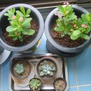 장애인친구샘터뭉침회 이미지