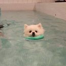 체리쉬펫 | 춘천 가평 애견동반 여행 ㅣ가평 댕댕이 애견펜션 블루 후기 ㅣ가평 체리쉬 펜션 후기