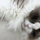 캣플헤븐 AK플라자금정점 이미지