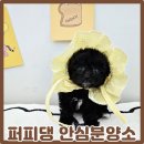 옥천애견미용 | 춘천강아지분양 콩시바(마메시바) 애견분양샵