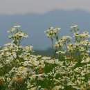 낙천그린농장 이미지