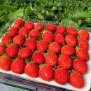 설향이야기 이미지