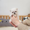나눔펫책임분양소강아지분양 - 김포시 김포한강9로 113 | 나눔펫책임분양소강아지분양