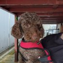 대부황금로 이미지