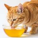 정가축인공수정소 | 기운 없는 노견 선물로 딱인 보양황차 7092592800 챙겨준 후기