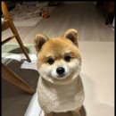 멍했냥 평택본점 이미지